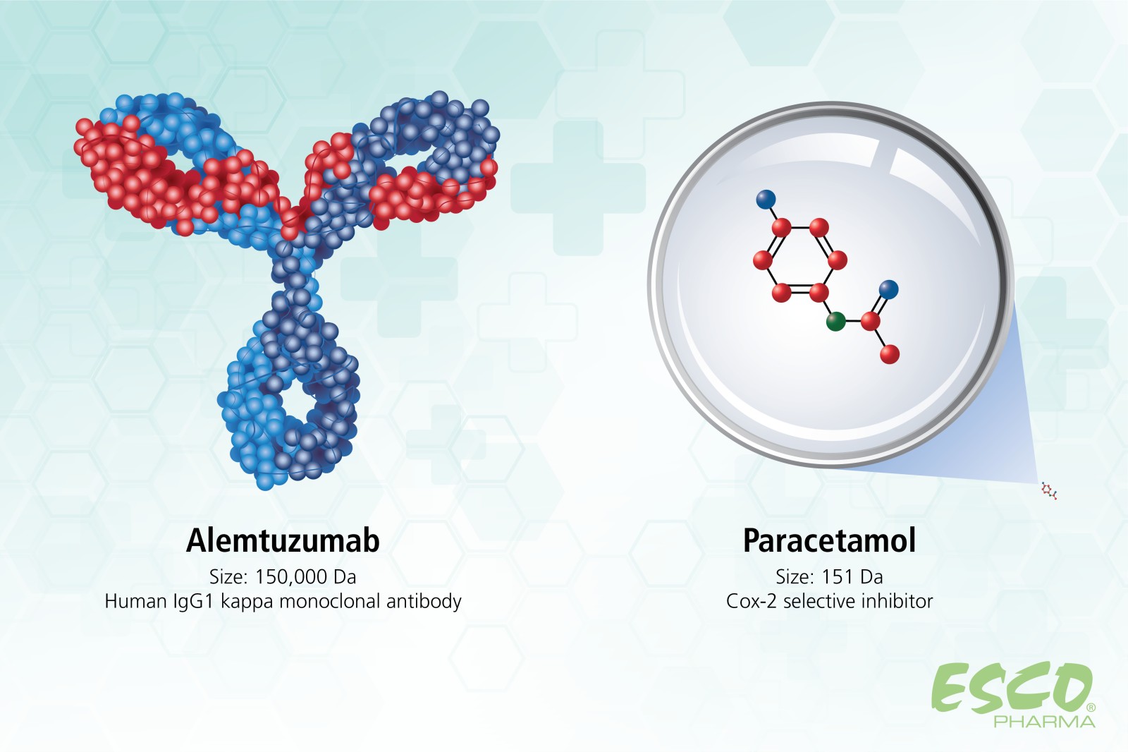 Molecular size comparison of Paracetamol (small molecule) and Alemtuzumab (large molecule)