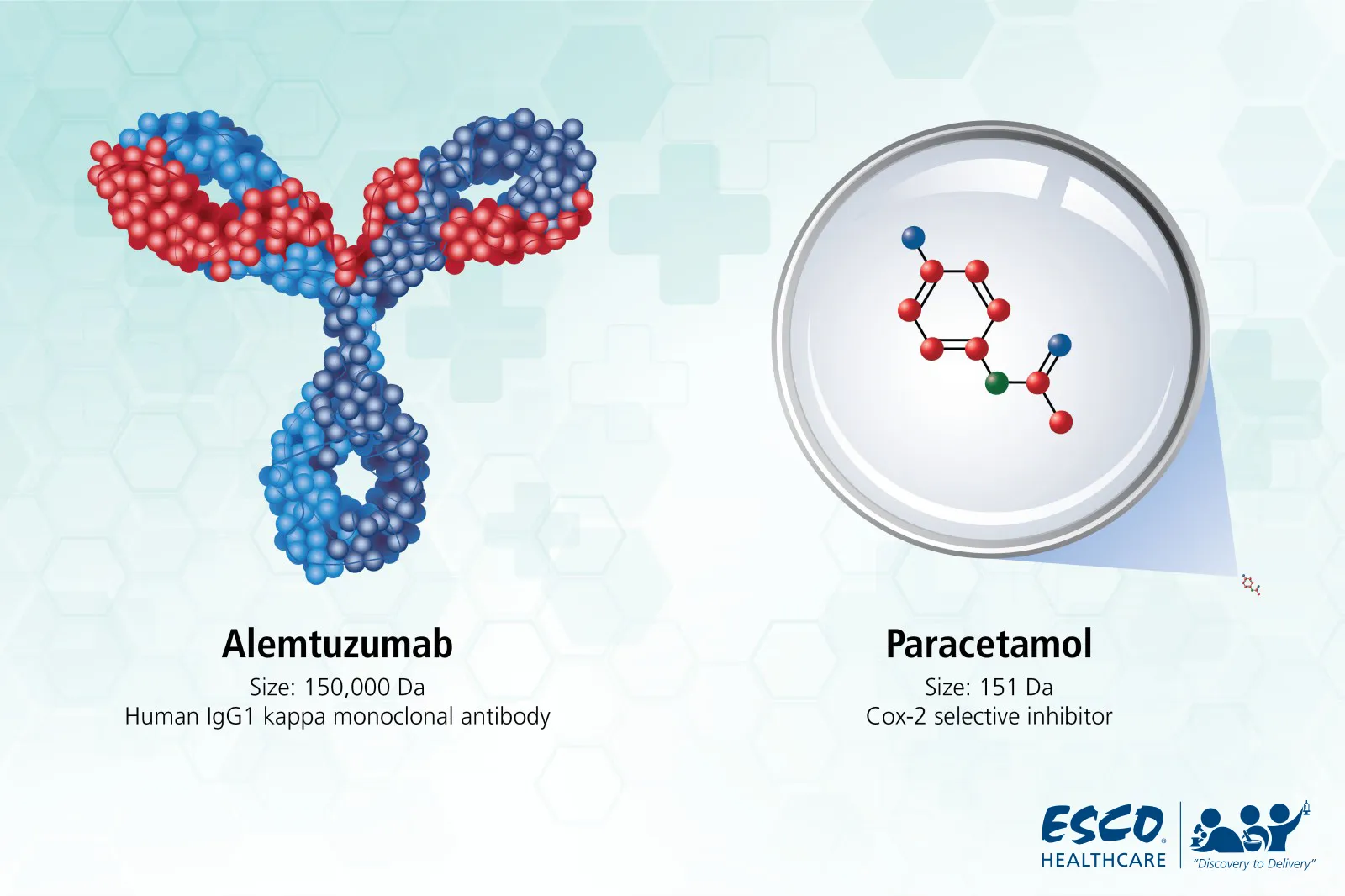 Molecular size comparison of Paracetamol (small molecule) and Alemtuzumab (large molecule)